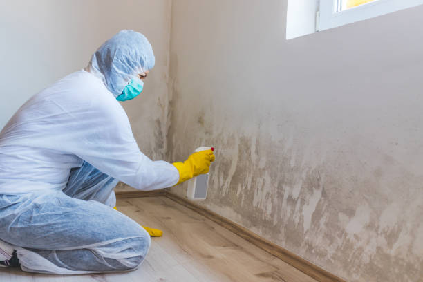 Licensed Commercial Mold Remediation service in Belleville, MI - WQB Mold Removal