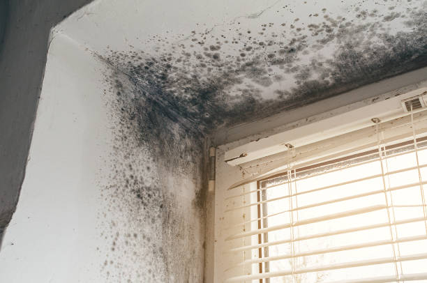 Affordable Commercial Mold Remediation solutions in Belleville, MI