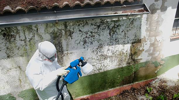 Top rated local Commercial Mold Remediation specialists in Belleville, MI
